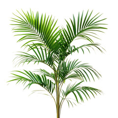 A Tropical Palm Plant with Long Arching Fronds Isolated on Transparent Background