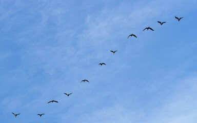 BANDADA DE MORITO COMÚN (Plegadis Falcinellus) VOLANDO EN FORMACIÓN