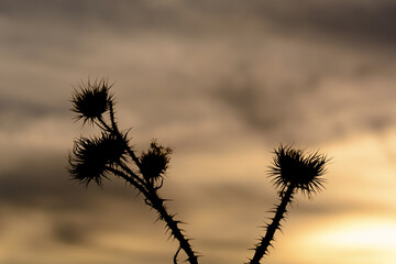 CARDO SECO (Cynara Cardunculus) A CONTRALUZ