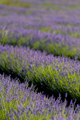 Fototapeta premium PLANTAS Y FLORES DE LAVANDA