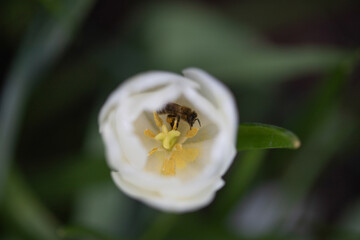 Macro close-up photo of white tulips.