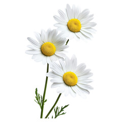 Obraz premium Fresh white daisies with yellow centers , Flower, isolated on transparent background