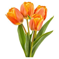 Fototapeta premium Fresh tulip bouquet with vibrant colors and lush, Flower, isolated on transparent background