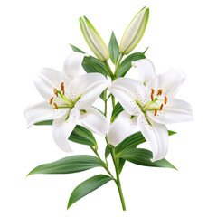 Obraz premium Freshly cut white lilies with elegant design , Flower, isolated on transparent background