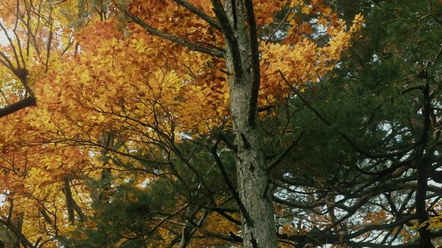 autumn