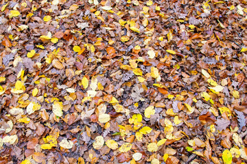 Autumn yellow dirty leaves on the earth floor in big forest.