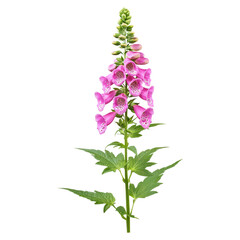 Obraz premium Single foxglove flower in tall garden elegance , Flower, isolated on transparent background