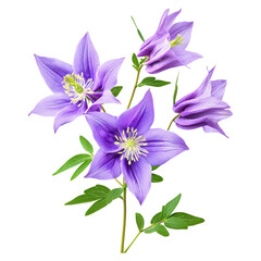 Obraz premium Vibrant purple columbine flowers with green leaves , Flower, isolated on transparent background