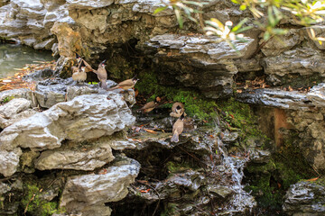 Birds Gathering on a Rocky, Mossy Outcropping