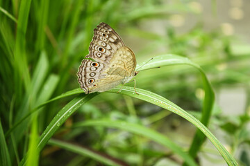 Close up shot of a single light brown butterfly with black spots and half opened wing perching on a blade of grass
