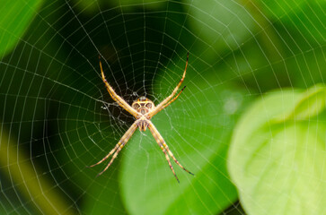 Spider on the web in the garden, Argiope bruennichi