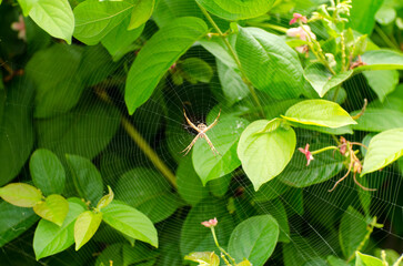 Spider on the spider web in the garden with green leaves background