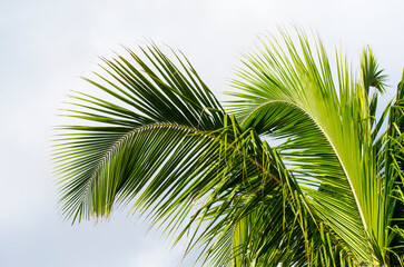 Fototapeta premium Coconut palm tree leaves on blue sky background