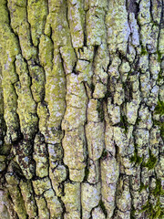Close up of thick green moss on an old tree with thick white bark very textured nature background