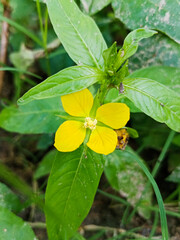 Lampung, indonesia 23 febuari 2025
This is a close-up photograph of a vibrant yellow flower with five petals, centered within a cluster of green leaves.