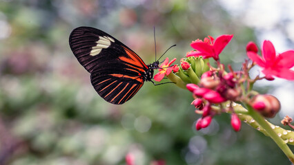 Colorful butterfly getting nectar from a flower
