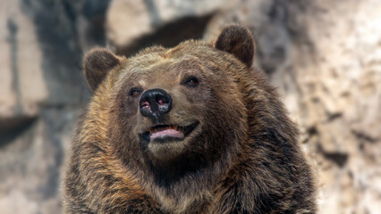 Obraz premium Portrait of a grizzly bear with a happy expression