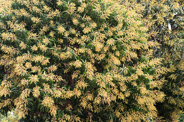 Mango Tree in Full Bloom with Yellow Flowers