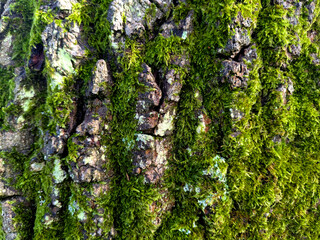 Close up of thick green moss on an old tree with thick white bark very textured nature background