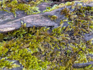 Close up of thick green moss on an old tree with thick white bark very textured nature background