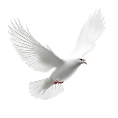 Obraz premium A Majestic White Dove flying on transparent background, Symbolizing Peace.