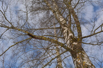 Winter birch trees against a background of blue sky with clouds on a sunny winter day