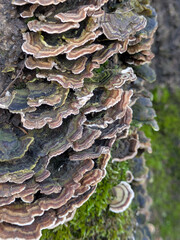 Close up of Turkeytail Fungus Trametes versicolor on a log