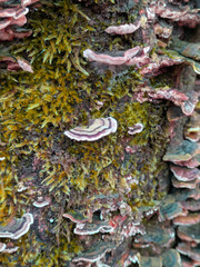 Close up of Turkeytail Fungus Trametes versicolor on a log