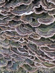 Close up of Turkeytail Fungus Trametes versicolor on a log