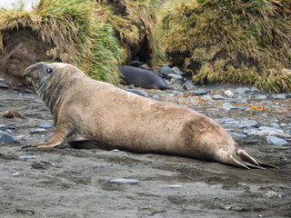 Elephant Seal in South Georgia Island, animal, wildlife, nature, travel