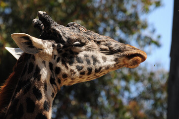 Giraffe basking in sunlight, displaying patterns and gentle gaze in nature