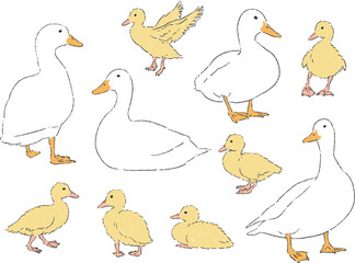 アヒルとヒナの手書きイラストセット