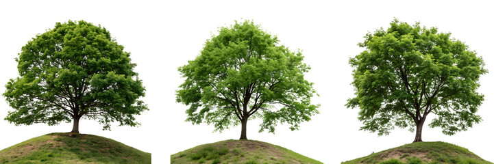 Fototapeta premium set for png Lush green tree on a mound on a transparent background