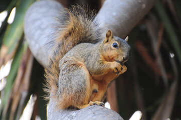 A curious squirrel perched on a tree branch enjoys a snack amidst lush greenery.
