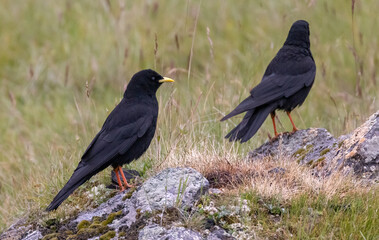 two yellow-billed choughes standing on grey stone in grass
