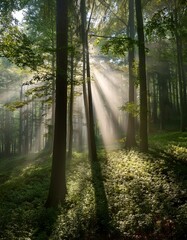 Obraz premium Light filtering through trees in a forest, creating soft shadows