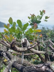 Small monkey on the tree in Brazil jungle