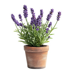 Naklejka premium Lavender Plant in Pot Isolated on Transparent Background