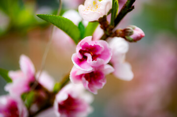 In winter, peach trees in the sun greenhouse bloom with pink peach blossoms