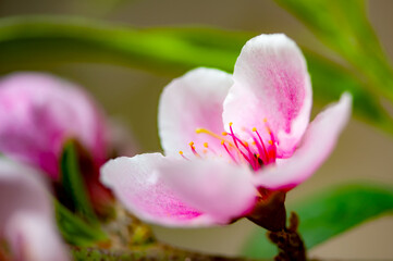 In winter, peach trees in the sun greenhouse bloom with pink peach blossoms