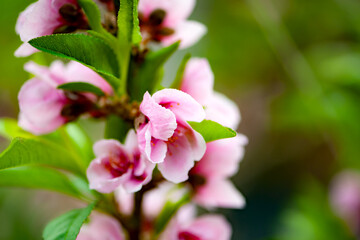 In winter, peach trees in the sun greenhouse bloom with pink peach blossoms