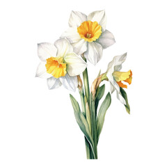 Fototapeta premium watercolor Narcissus isolated white background