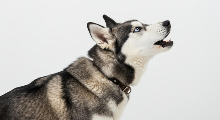 Adorable Siberian Husky Dog Profile Looking Up White Background Studio Shot
