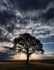 Obraz premium Silhouette of a single tree against an expansive cloudy sky