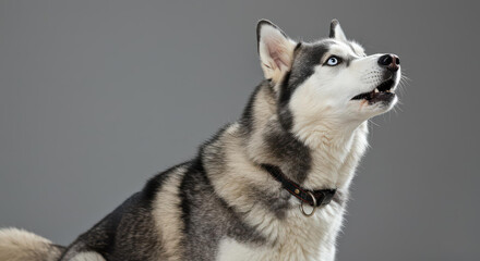Majestic Siberian Husky Dog Portrait Looking Up Gray Background Studio Shot