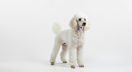 Elegant White Standard Poodle Dog Breed Portrait Studio Shot on White Background