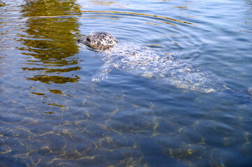 Harbour seal swimming in the water in the Copenhagen zoo Kobenhavn 2025