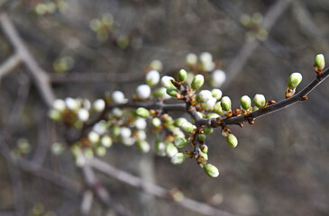 Kleine weiße Knospen wie Kugeln im Frühling