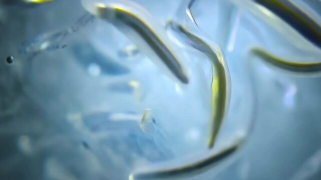 A highly detailed 3D-rendered visualization of futuristic microscopic life forms suspended in a fluid environment, symbolizing advanced biotechnology and synthetic biology.  
