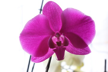 Orchideen,